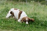SPRINGER SPANIEL 076